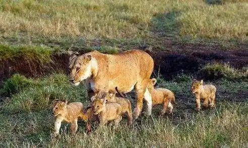 动物世界: 非洲狮, 森林中的百兽之王