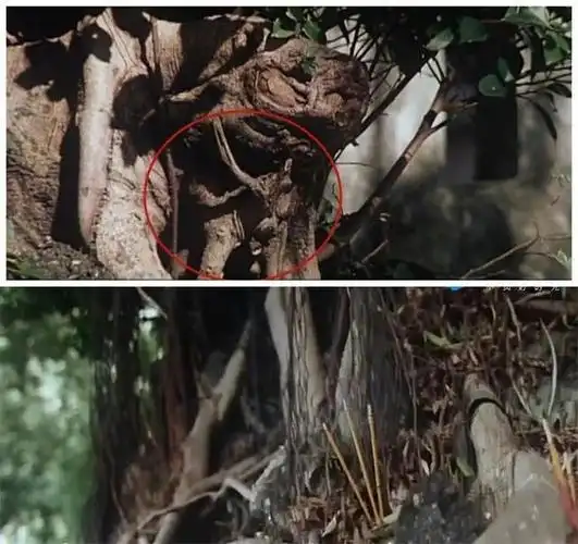 撕了20年的四旦双冰之——胖冰龙儿的宫心计