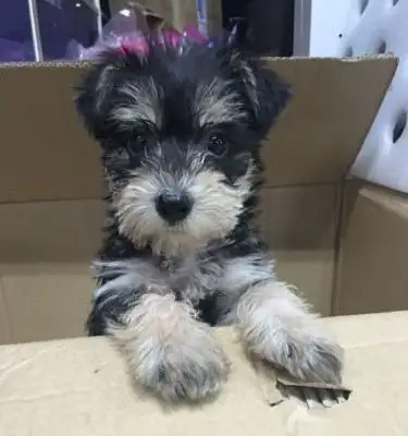 2个月的雪纳瑞1000元(母)