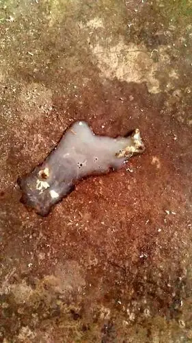 鸽子的这样的粪便这是什么病