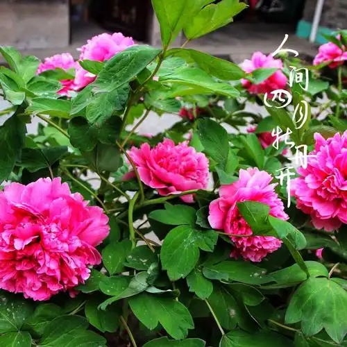 四月牡丹花开时