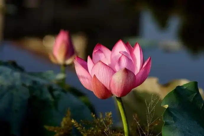 2017-06-03 08:56:41博主:贤和贤山标签:佟爱国老师正果居士网络问答