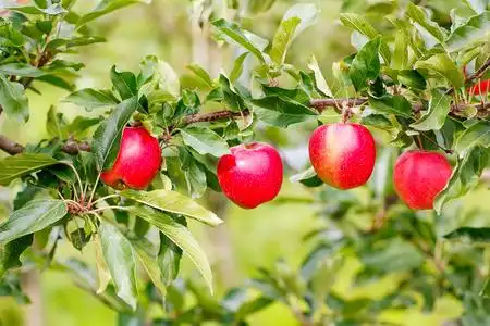 红熟透了的苹果中有机果园树上照片