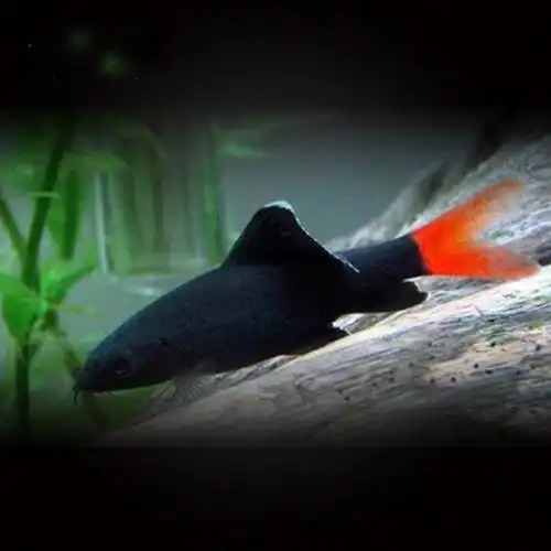 彩虹粉红鲨红尾黑鲨鱼小型观赏鲨淡水热带观赏鱼除藻清理残渣混养