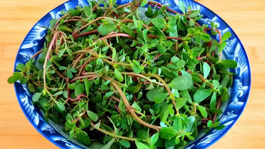 马齿苋新吃法,不用炒不凉拌,营养丰富,一顿一盆不够吃 服务升级 2苋菜