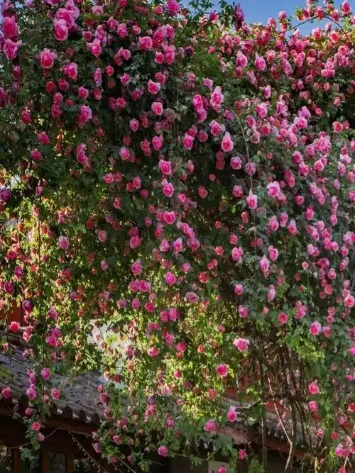 蔷薇花开,如瀑布般倾泻,又浪漫又治愈, 粉粉的花朵,开满了,又唯美又