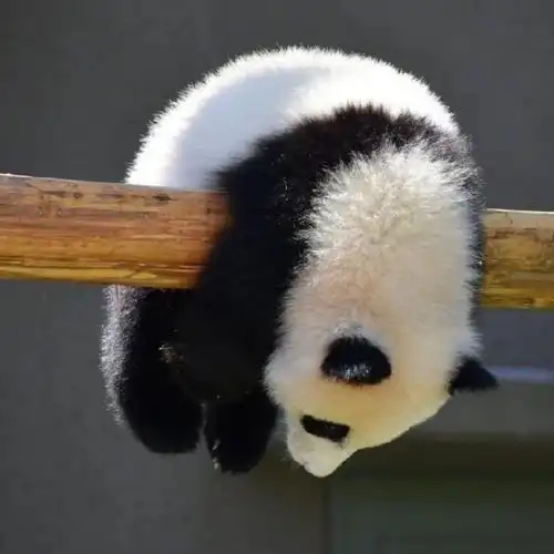 5555巨可爱的熊猫宝宝头像这是什么芝麻汤圆一口吃掉