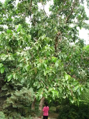 描述:肃宁北站那两颗桑葚树 (5).jpg