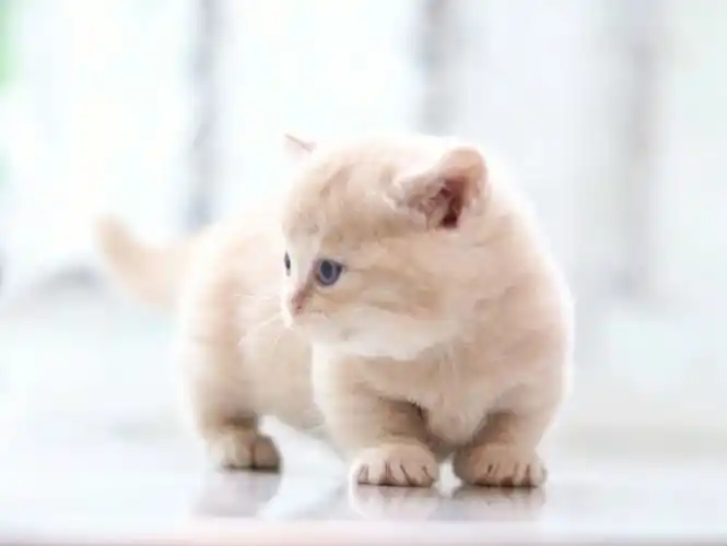 超萌乳色矮脚猫