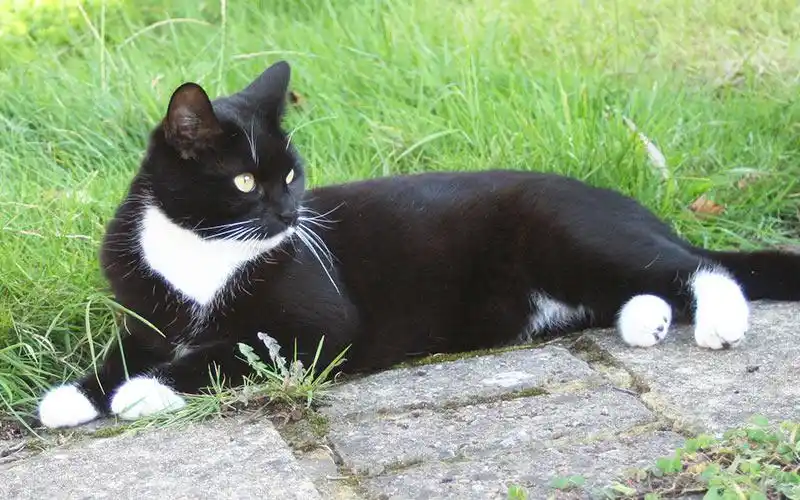 别争了,快来看看黑白猫有趣的真相