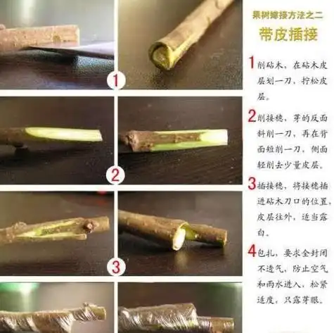 快--嫁接速度要快; 平--嫁接面要平; 齐--接穗和砧木的形成层要对齐