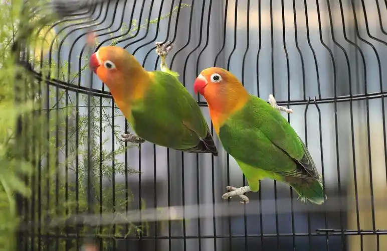 活动中拍摄的红嘴鹦鹉(二)