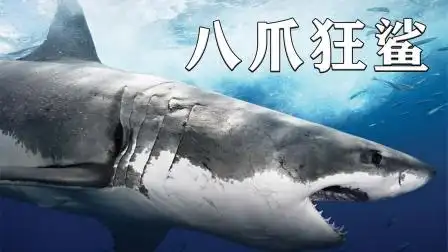女孩养了一条八爪鲨鱼凶残无比,能跟翼龙一战高下