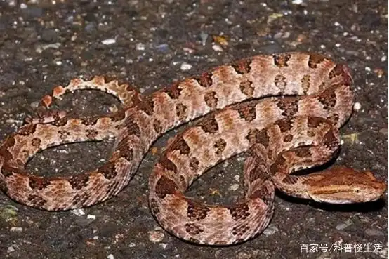 国内被传最毒的蛇,莽山烙铁头实力究竟如何?有没有传说中的强?
