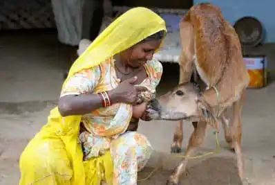 翻滚吧牛宝宝是什么意思 翻滚吧牛宝宝出处及系列笑话