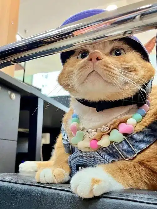 春日萌宠季丨在天河城奥莱公园和花果山大橘一起过春天