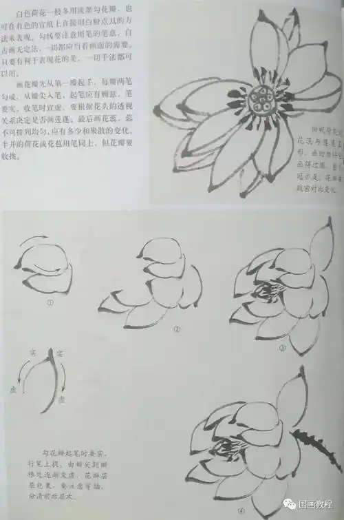 国画教程7集荷花的步骤画法7