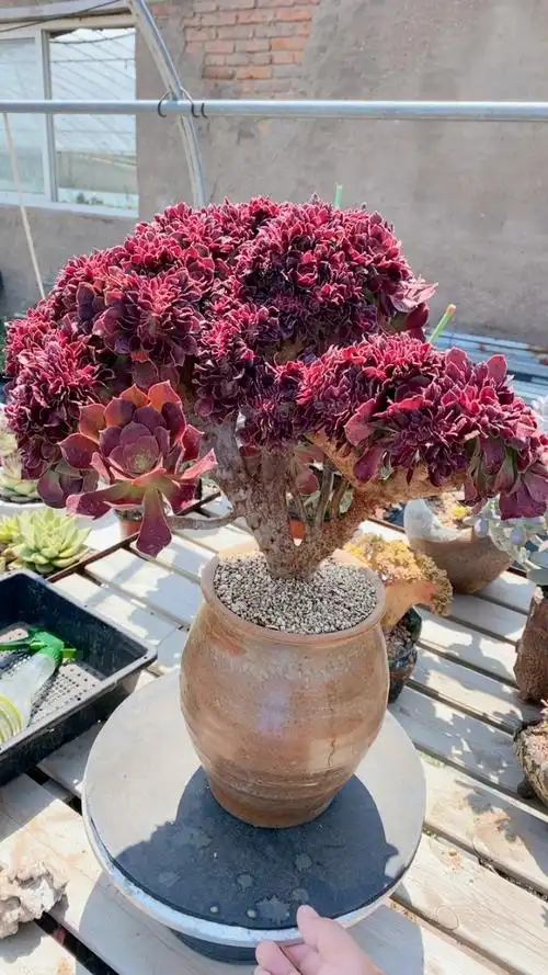 玫瑰法师缀化大群精品(冠幅40高30)30092!