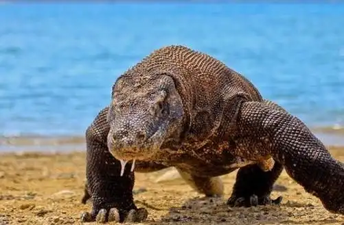 盘点当今地球五种 体型最大的恐怖爬行动物(图)