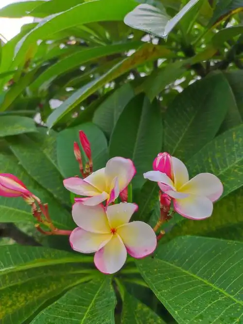 蓝天白去绿树红花