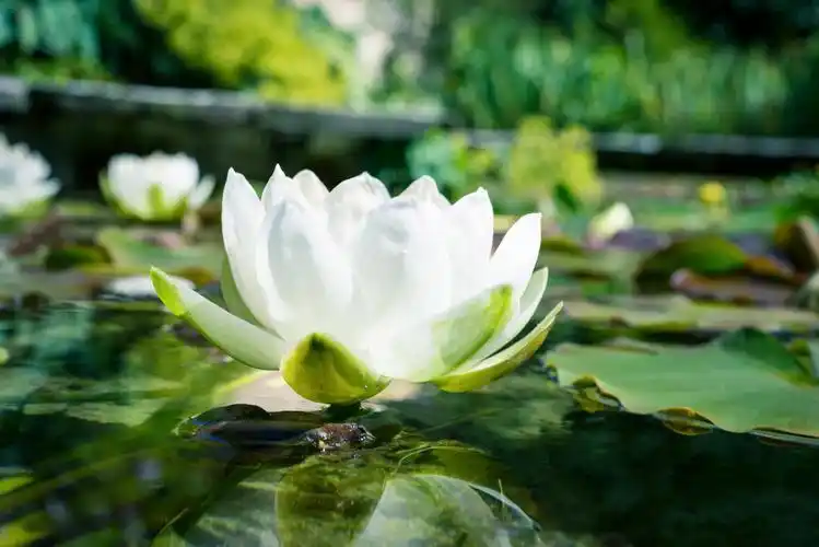 莲花壁纸-莲花壁纸图片-莲花壁纸大全-觅知网