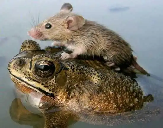 头条问答 - 有人吃过癞蛤蟆和天鹅一起煮的肉吗?(8个回答)