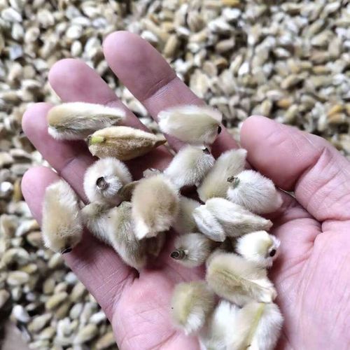 辛夷花 中药正宗辛夷花炎鼻辛夷花泡水野生感昌辛夷花 50克