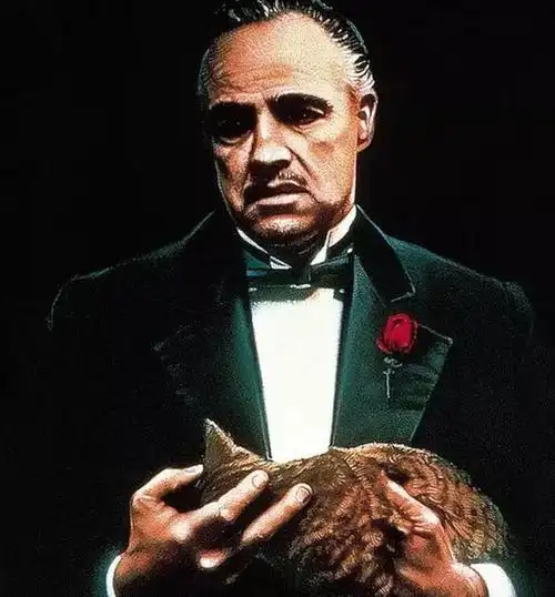 教父归来今日推荐