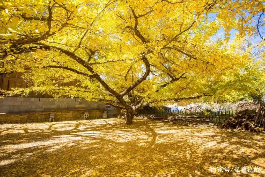 固东银杏村风景秀丽景色迷人