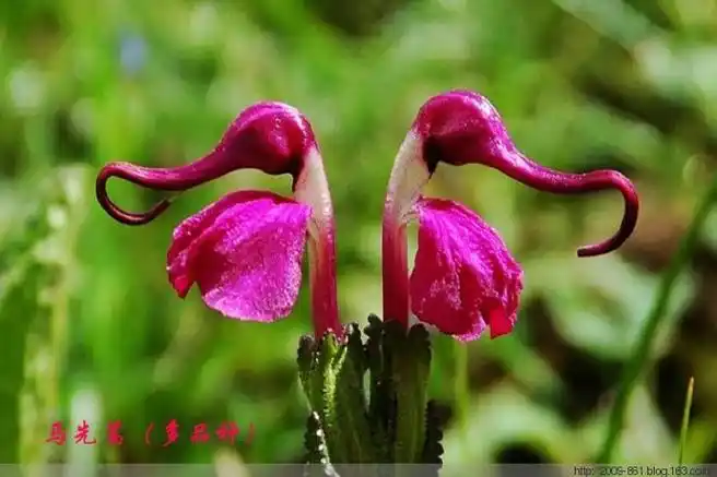 奇花异草稀世罕见12