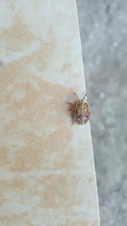 家里出现了好多这样灰色扁扁的虫子,还散发着一种奇怪的味道,有谁知道