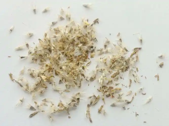 天人菊种子去哪买