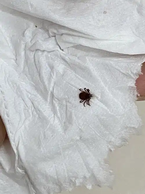 【讨论】求助,在狗身上发现了虫子,关于驱虫的一些问题