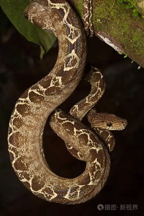热带蛇树巴西哥伦比亚和厄瓜多尔亚马逊雨林的一条蛇
