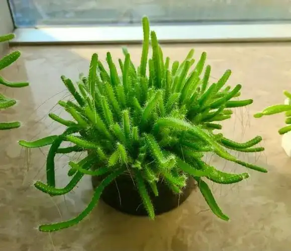 种子盆栽:养一盆火龙果苗,比多肉还好看