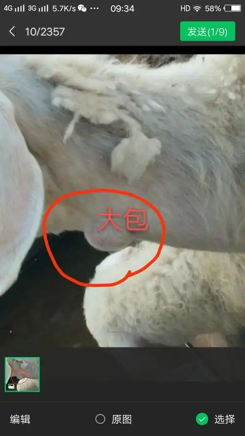你好老师给我看看这个羊身上长的包是啥情况