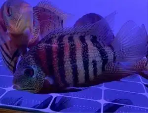 进口精品帝王虎斑菠萝鱼活体热带淡水虎鱼龙鱼中层高端配鱼观赏鱼