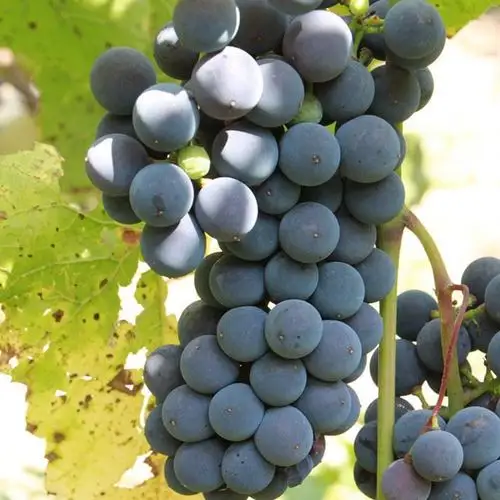 【】四川丰禾有机葡萄巨峰葡萄自产自销有机葡萄批发预售