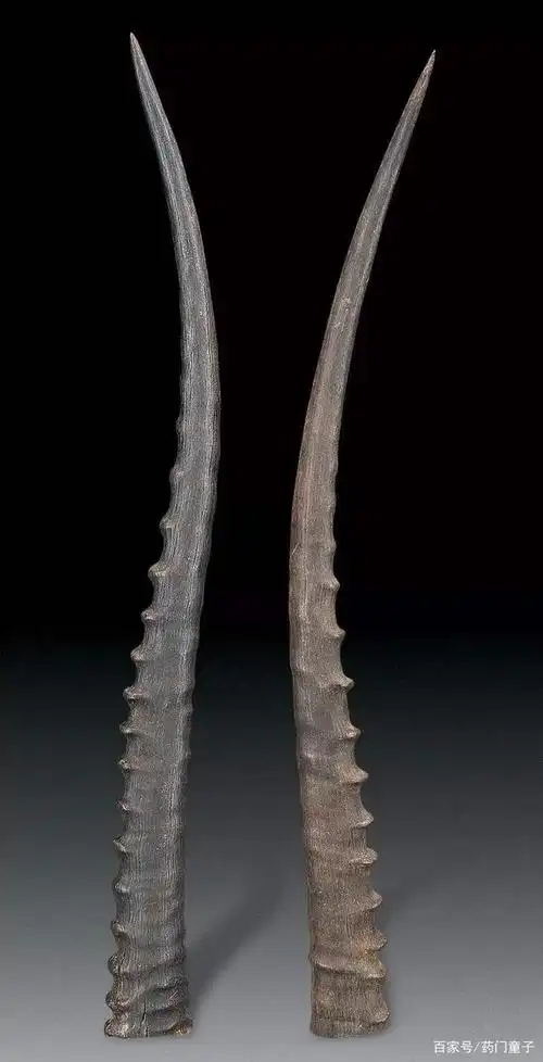 赤脚村医小议羚羊角