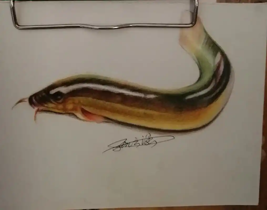 每日一画 ,今天分享小作品.彩铅手绘,3d泥鳅,印章. - 抖音