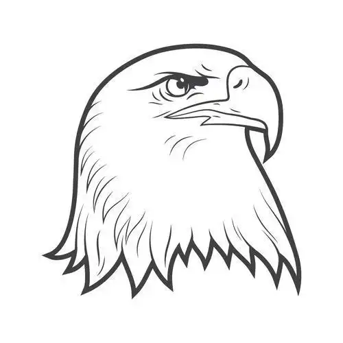 白头鹰的简笔画画法