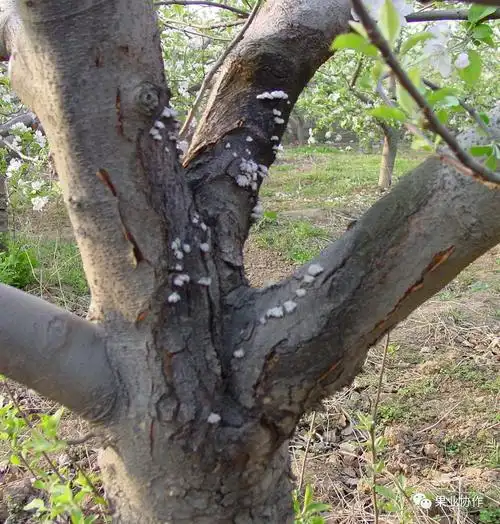 苹果常见病害图集