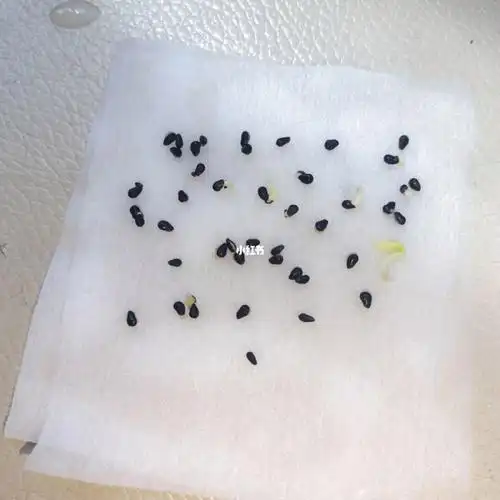 红心火龙果籽儿