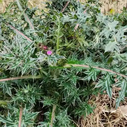 大蓟根干货鲜500克大蓟根鲜货山罗卜刺罗卜500克干货