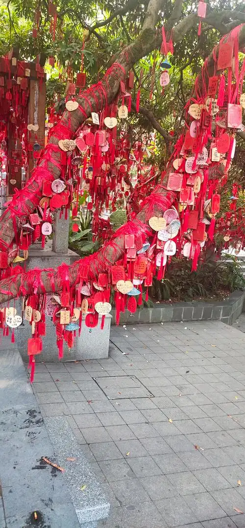 深圳凤凰山上的许愿树,愿所有愿望成真