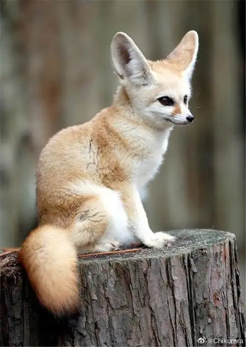 比你想象中还要可爱的动物