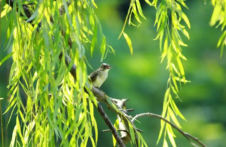春天,我和小鸟再相会