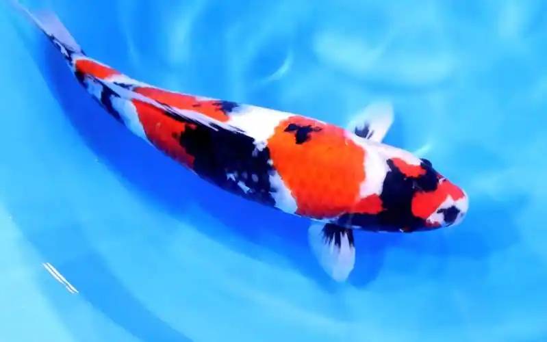 大日昭和三色锦鲤,雌两岁五十七公分观赏鱼.