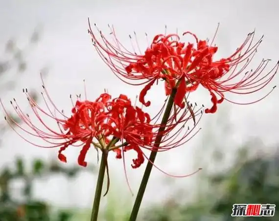 冥界四花分别是哪四花神秘地狱之花有什么魔力