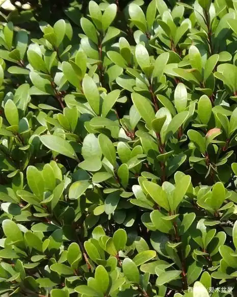 赤楠树种特质在盆景中的应用——赤楠盆景考察之二